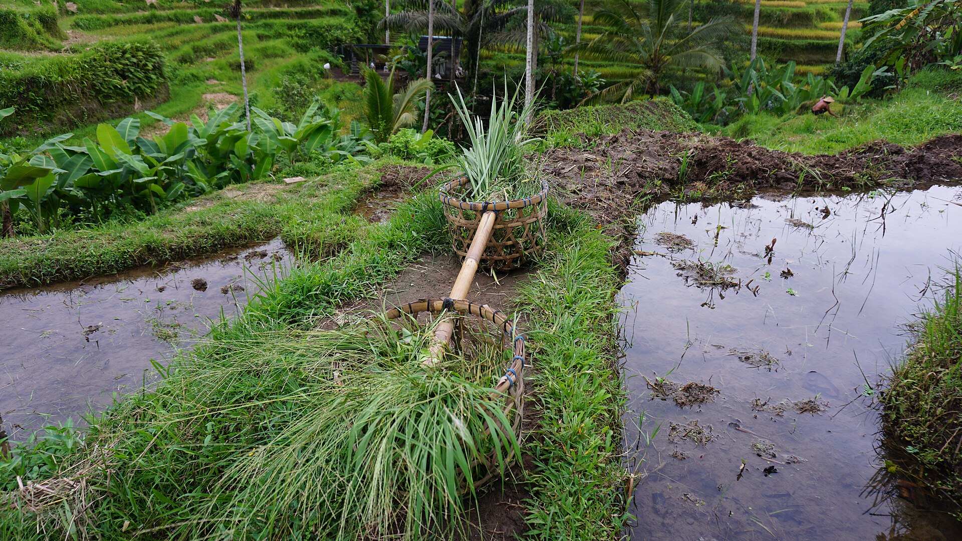 Rice planting in Tegalalang
