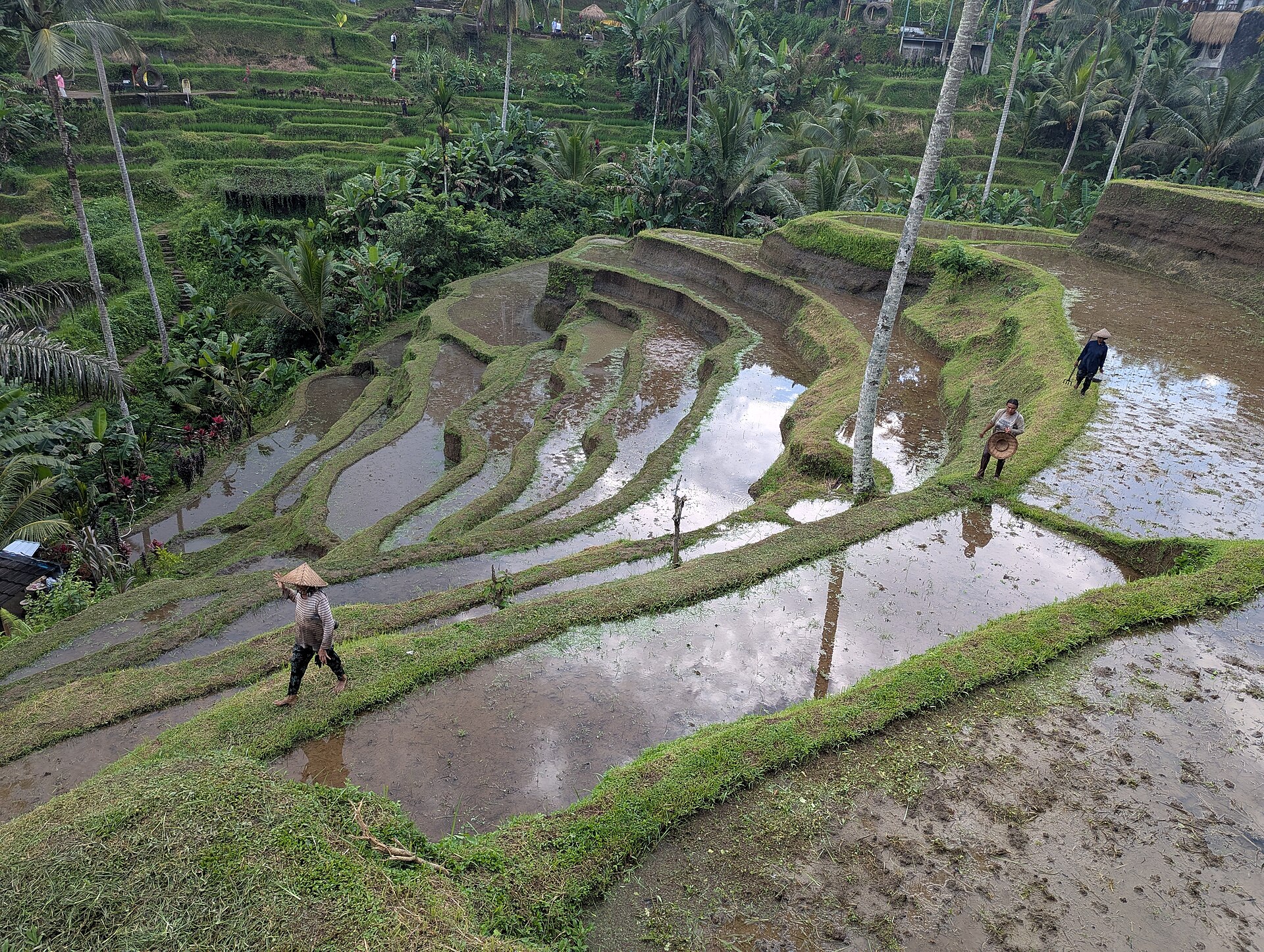 Tegalalang rice terraces